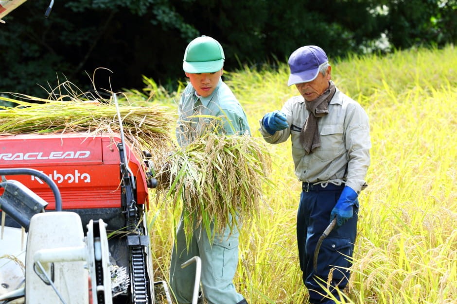 お米を収穫する職人さんたち