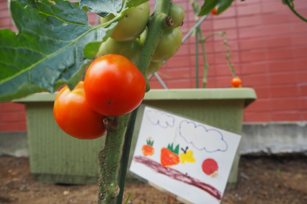 栽培されているトマト